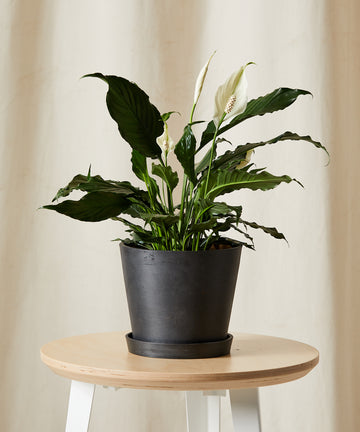 Indoor plant